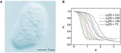 Gompertz Law in Clean Foam Coalescence